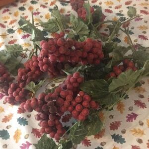 Frosted grape cluster on stems